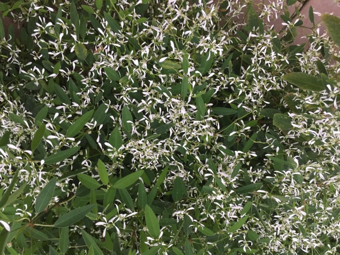 유포르비아 하이퍼리시폴리아 - Euphorbia hypericifolia