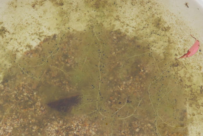 통발 - Common Bladderwort, Utricularia japonica Makino