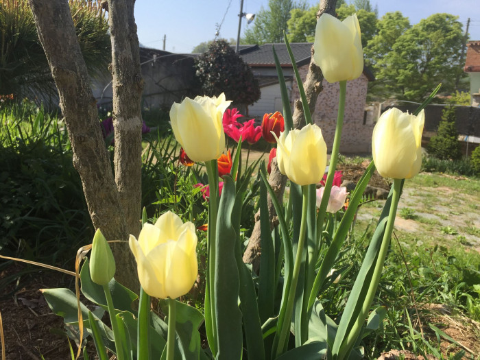 튤립 - Tulip, Tulipa gesneriana