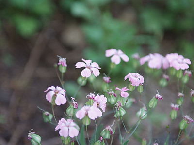 사포나리아 사진 - Saponaia vaccaria Photos