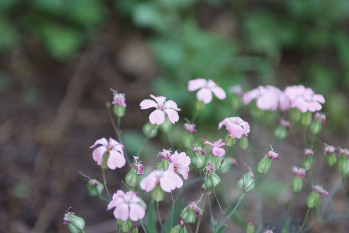 사포나리아 - Soapwort, Saponaia vaccaria
