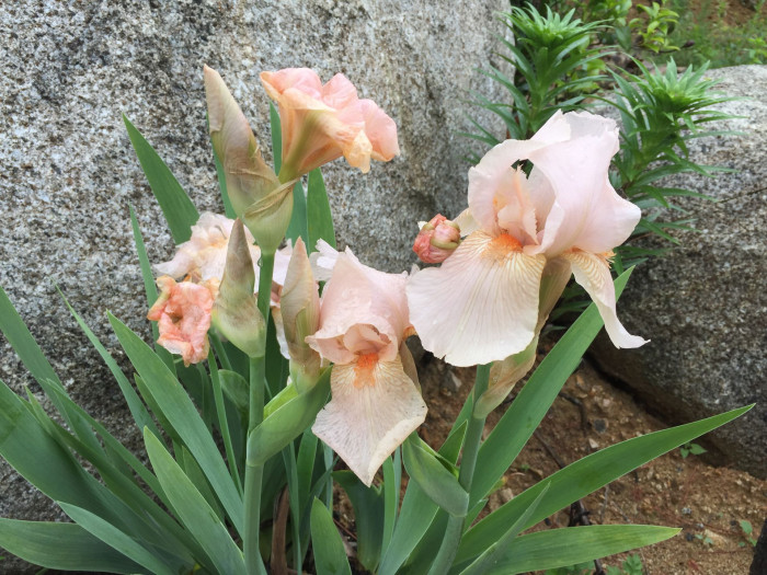 독일붓꽃 - German iris, Iris germanica L.