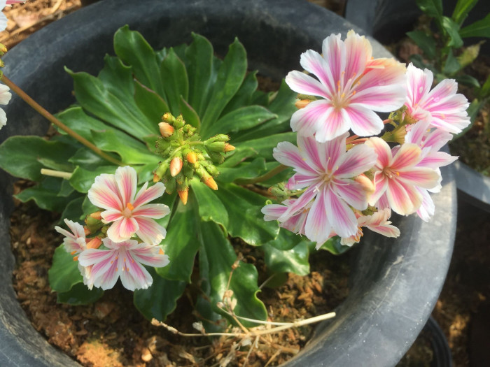 레위시아 - Lewisia