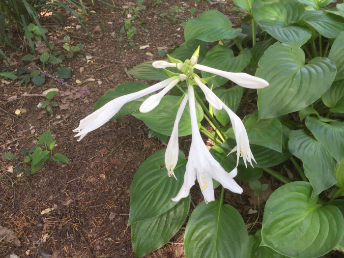 옥잠화 - Plantain lily, Hosta plantaginea (Lam.) Aschers.