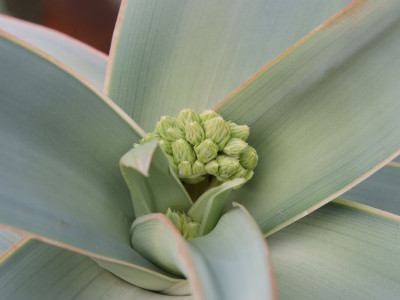 비단알로에 사진 - Aloe striata Photos