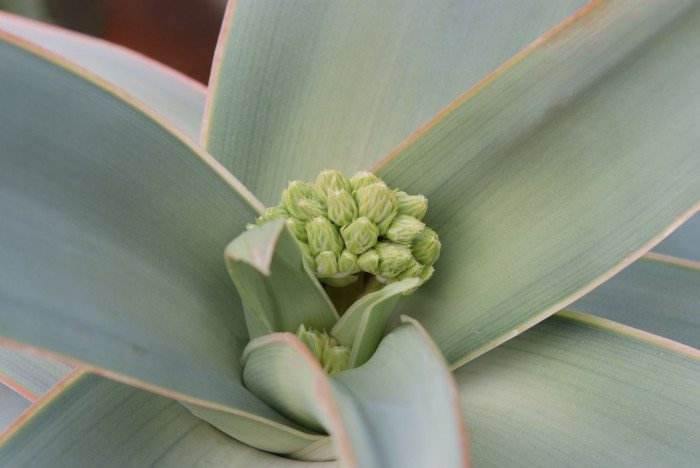 비단알로에 - Aloe striata