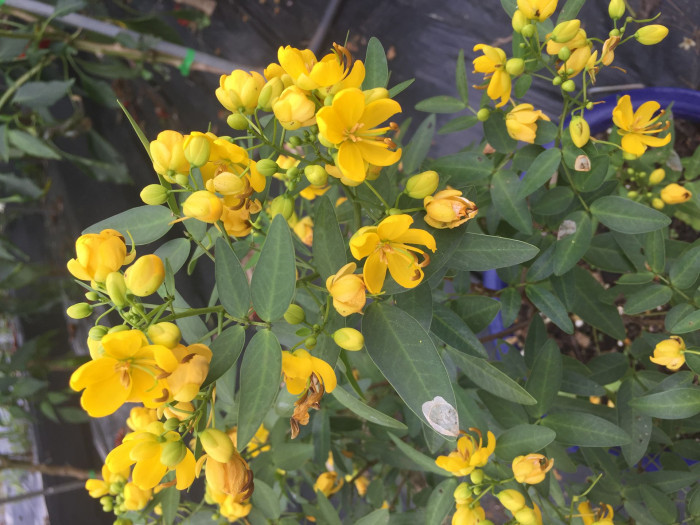 황호접 - Cassia coluteoides