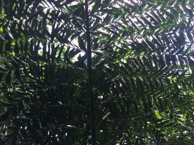 카요타 바코네시스 사진 - Caryota bacsonesis Photos