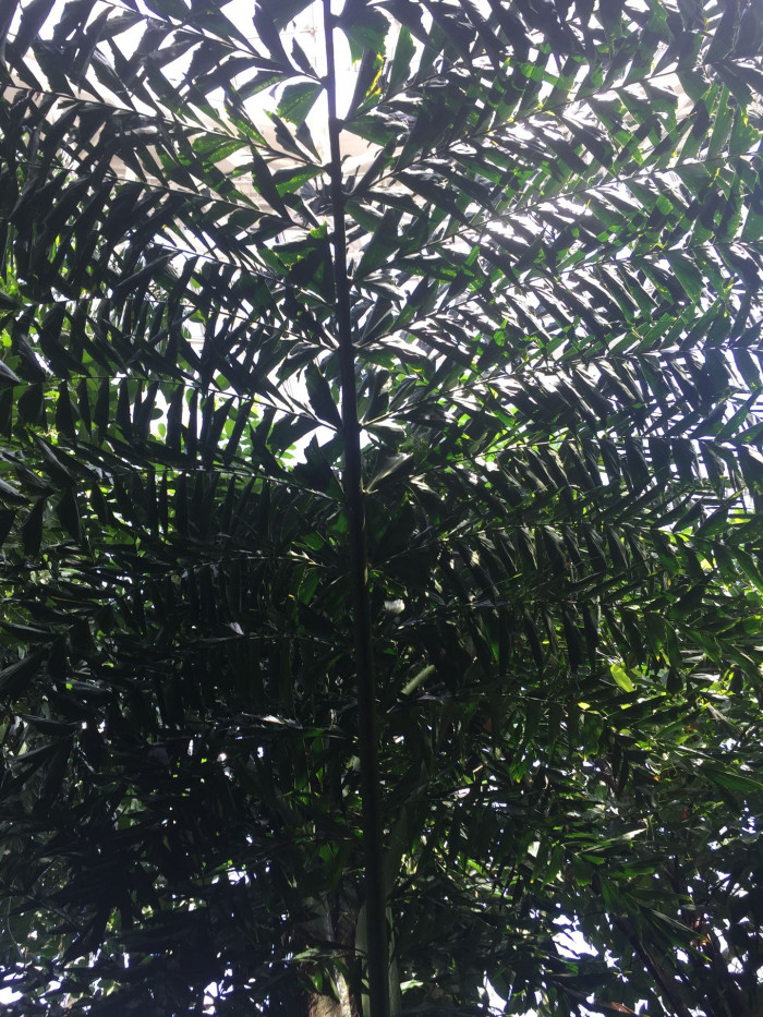 카요타 바코네시스 - Bac Son Fishtail Palm, Caryota bacsonesis
