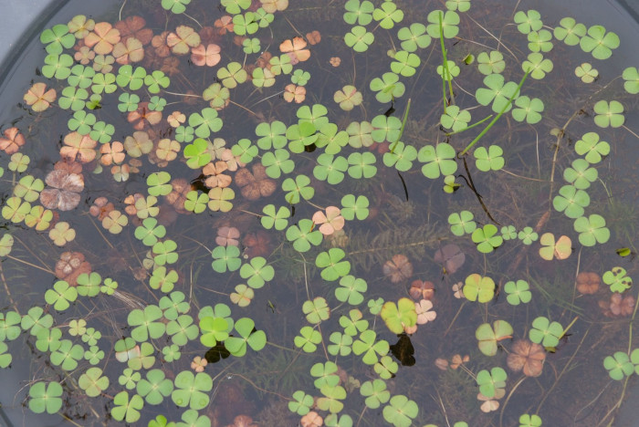 네가래 - Colony of Marsilea quadrifolia, Marsilea quadrifolia L.