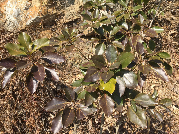 황칠나무 - Dendropanax morbiferus H.Lev.
