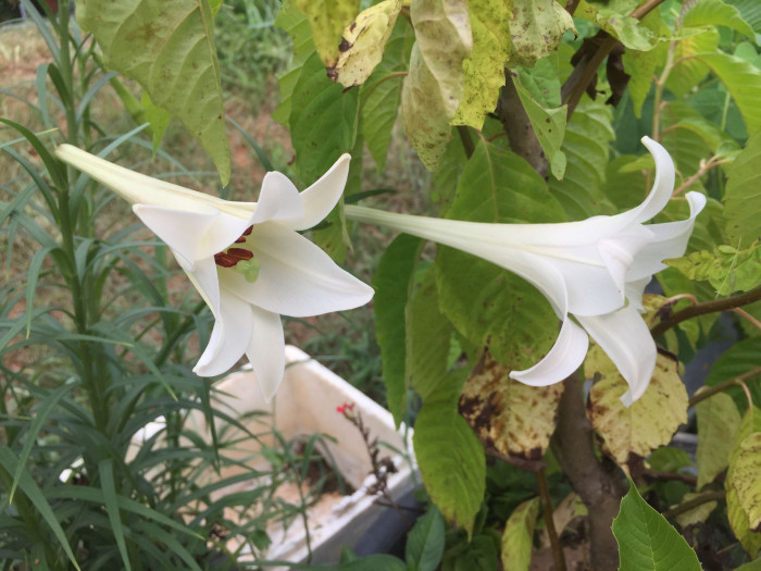 대만나리 - Formosa lily, Taiwanese lily, Lilium formosanum