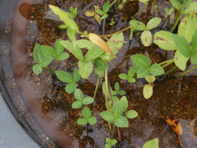 조름나물 사진 - Menyanthes trifoliata L. Photos
