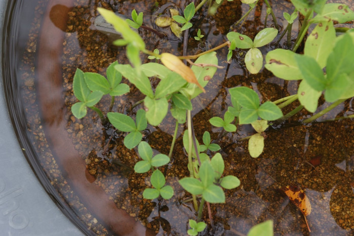 조름나물 - Menyanthes trifoliata L.