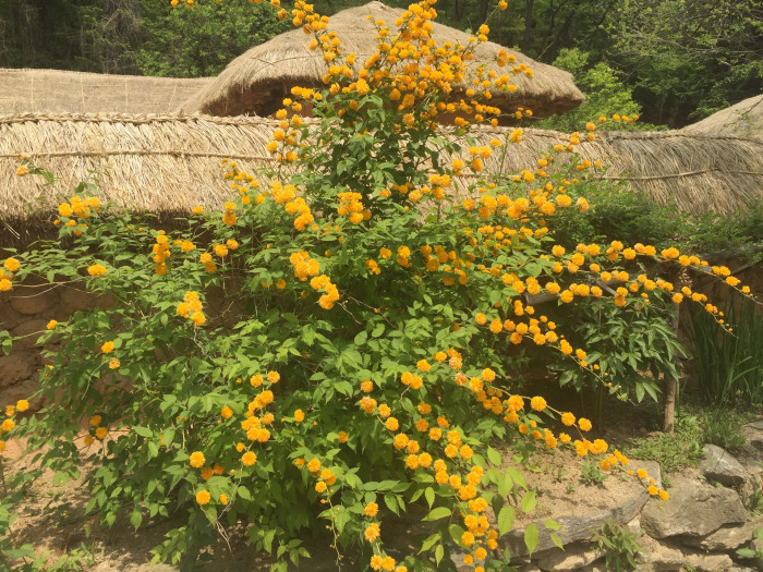 죽단화 - Kerria japonica for. pleniflora (Witte) Rehder