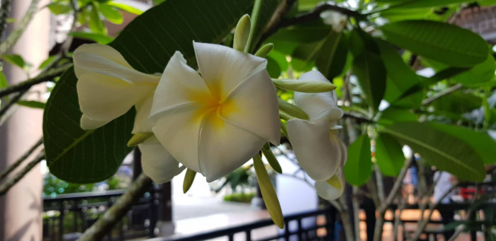 러브하와이 - Flumeria, Plumeria Alba