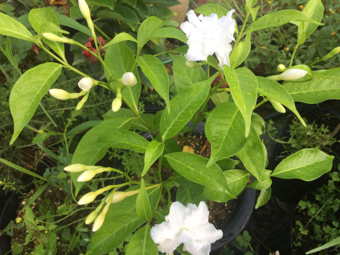 크레이프 자스민 - Crape Jasmine, Tabernaemontana divaricata
