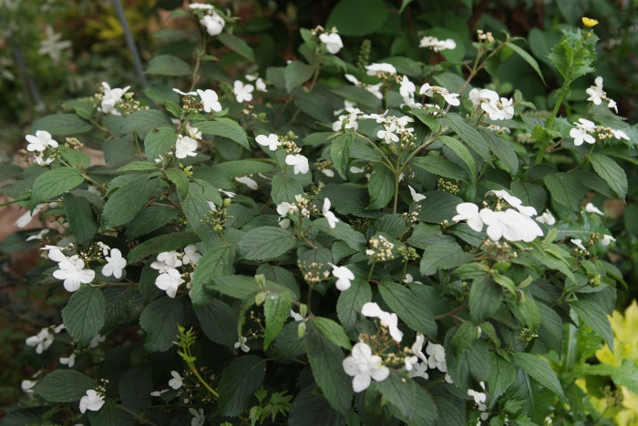 덜꿩나무 - Viburnum erosum Thunb.