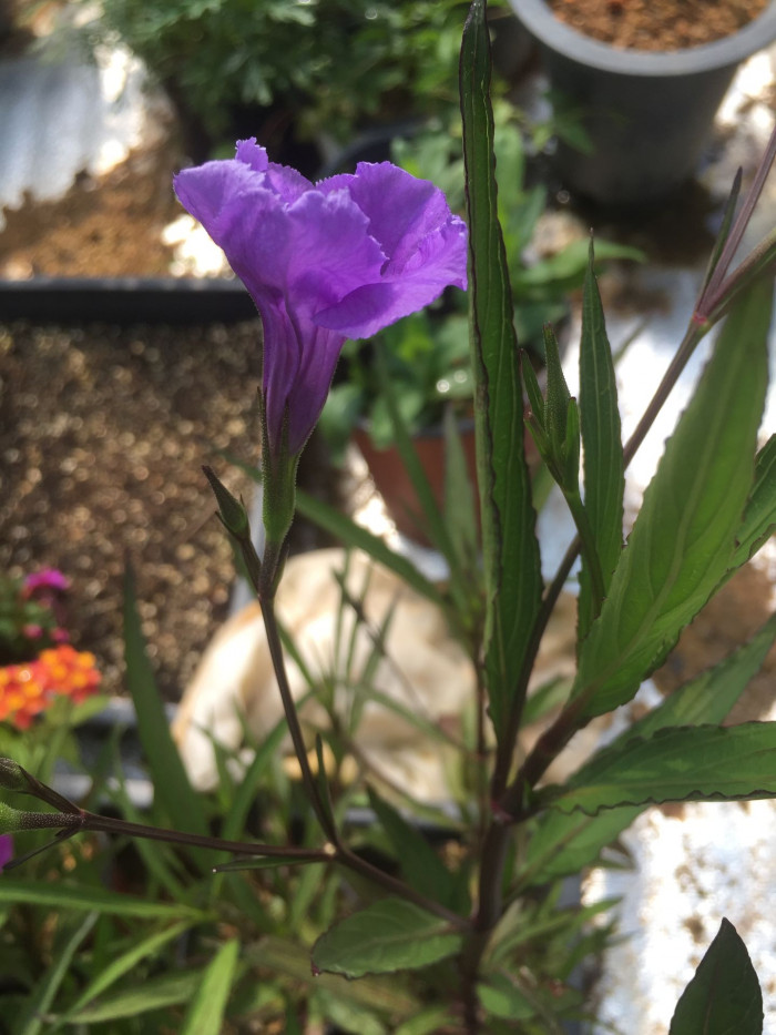 루엘리아 - Mexican petunia, Ruellia brittoniana