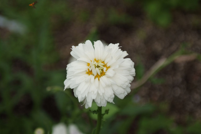 샤스타데이지 - Shasta daisy, Leucanthemum x superbum