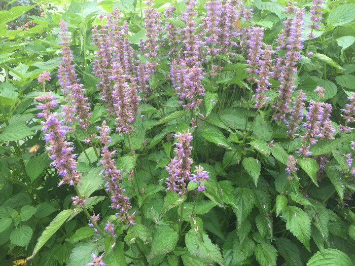 배초향 - Korean mint, Agastache rugosa (Fisch. & Mey.) Kuntze