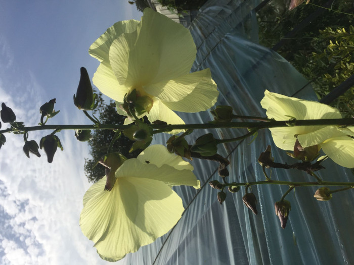 닥풀 - 과꽃, Hibiscus manihot L.