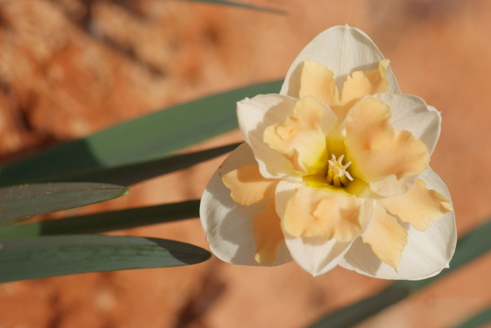 수선화 - daffodil, Narcissus tazetta var. chinensis