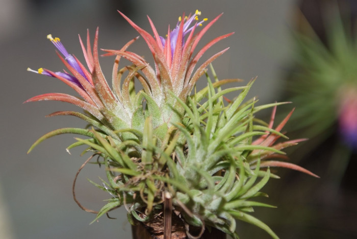 틸란디시아 - Tillandsia bergeri