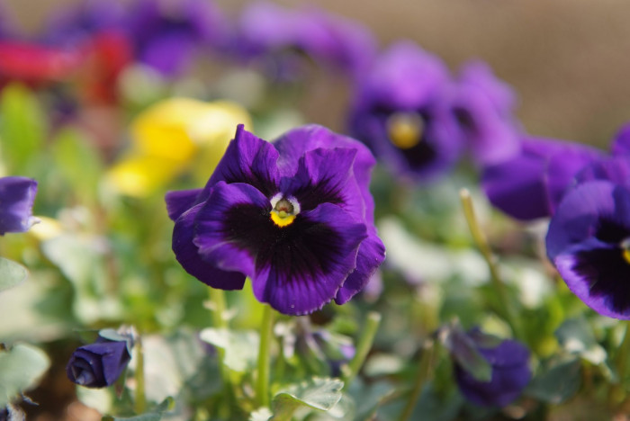 팬지 - Pansy, Viola tricolor L.