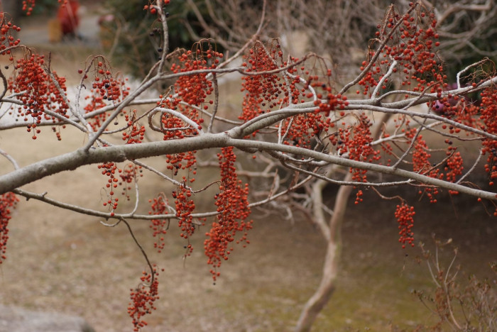 이나무 - Idesia polycarpa Maxim.