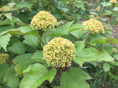불두화 사진 - Viburnum opulus for. hydrangeoides (Nakai) Hara Photos