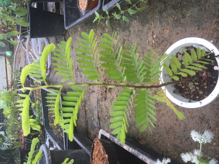 타마린드 - Tamarind, Asam Jawa, Tamarindo, Indian Date, Asam, Tamarindus indica