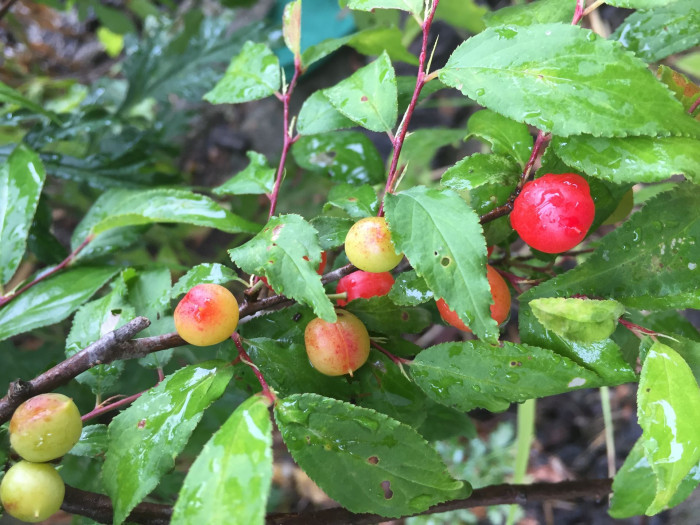 이스라지나무 - Prunus japonica Thunb. var. nakaii (H. Lév.) Rehder