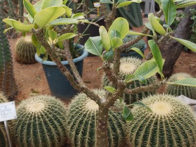 파라병간 사진 - Pachypodium baronii Photos