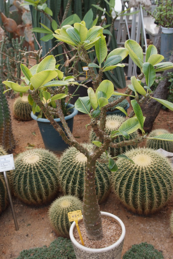 파라병간 - Pachypodium baronii