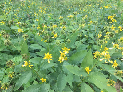 나래가막사리 사진 - Verbesina alternifolia Britton Photos