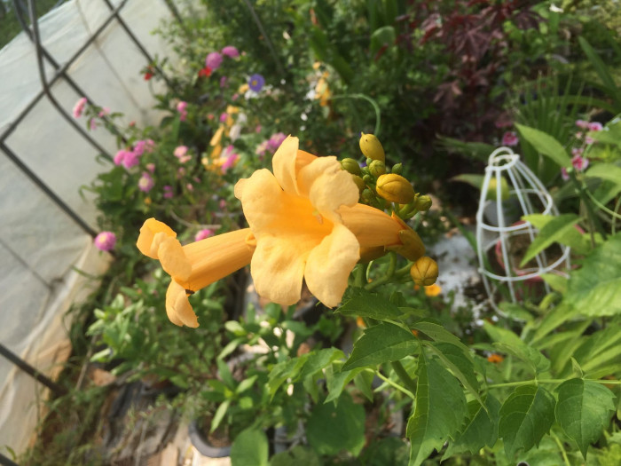 미국능소화 - Trumpet vine, Campsis radicans