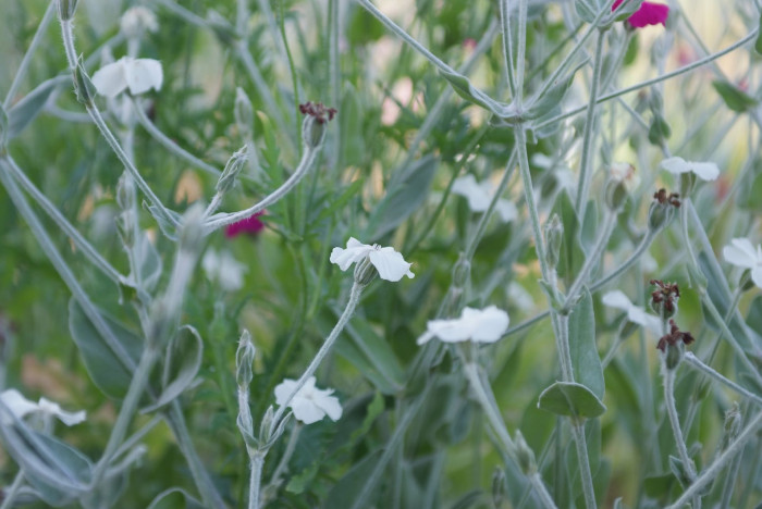 우단동자 - rose campion, dusty miller, mullein-pink, bloody William, lamp-flower, Silene coronaria