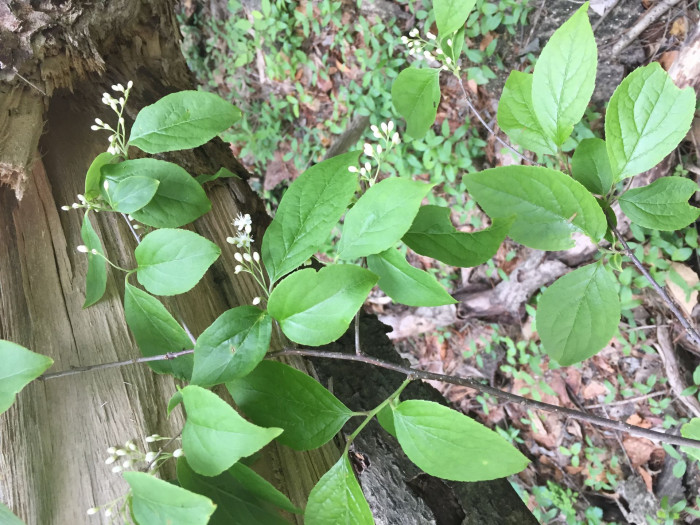 노린재나무 - Asiatic sweetleaf, sapphire berry, Symplocos chinensis for. pilosa (Nakai) Ohwi