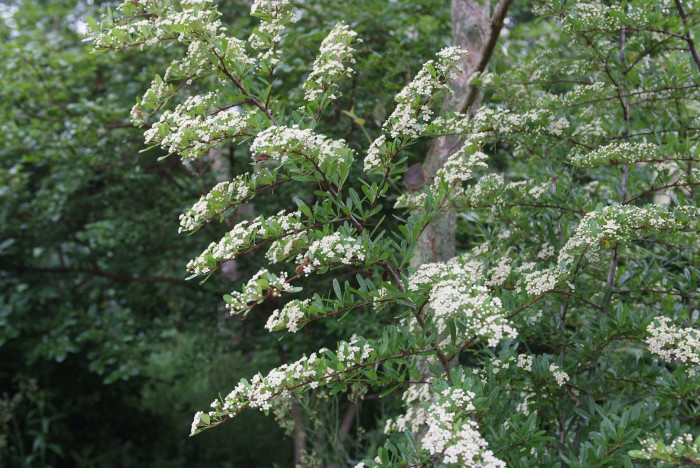 피라칸사스 - firethorn, Pyracantha angustifolia (Franch.) C.K.Schneid.