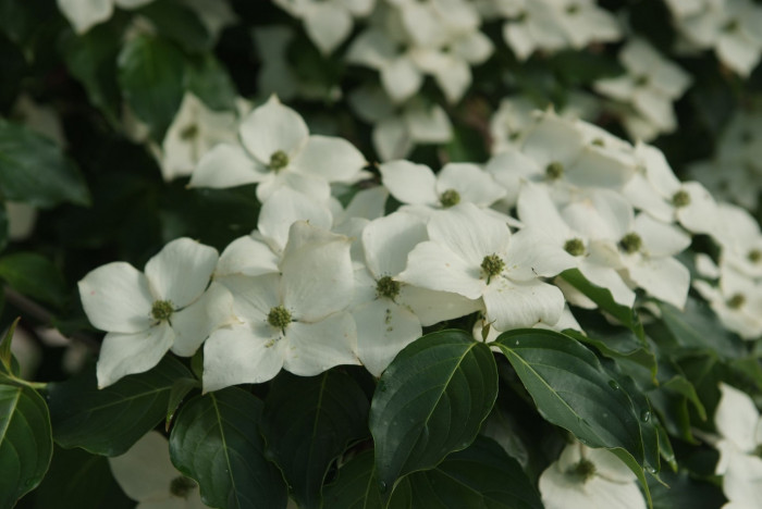 산딸나무 - Cornus , Cornus kousa