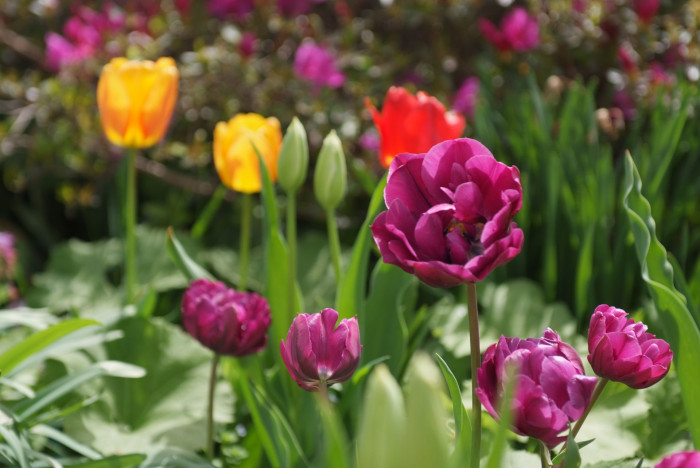 튤립 - Tulip, Tulipa gesneriana