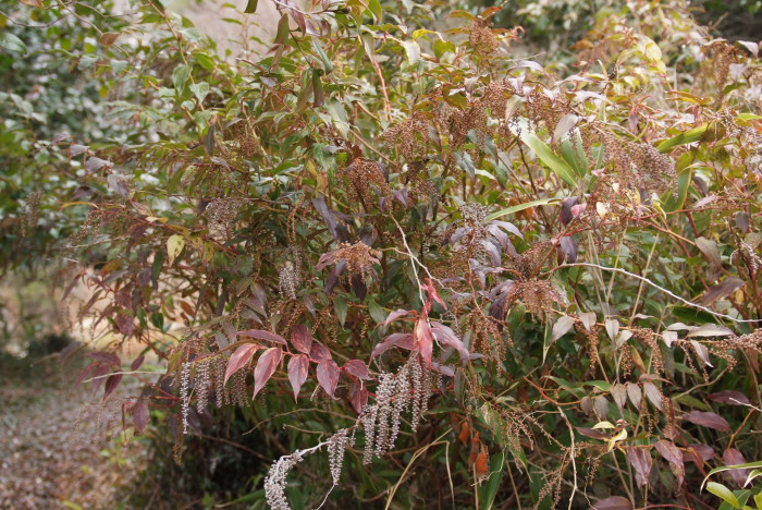 바위남천 - leucothoe fontanesiana 