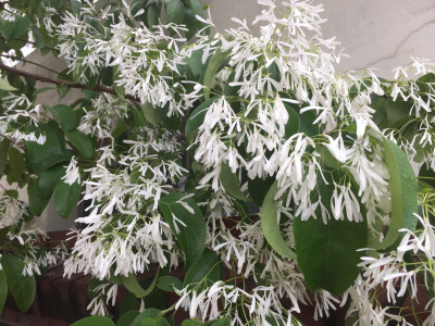 이팝나무 사진 - Chionanthus retusus Lindl. & Paxton Photos