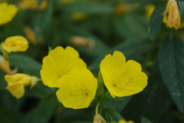 황금낮달맞이 - Miscible, Oenothera fruticosa