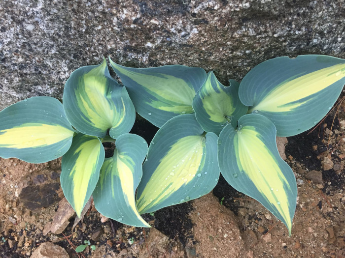 비비추 - 리멤버미, Hosta longipes (Franch. & Sav.) Matsum.