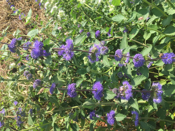 층꽃나무 - Bluebeard, Caryopteris incana (Thunb.) Miq.