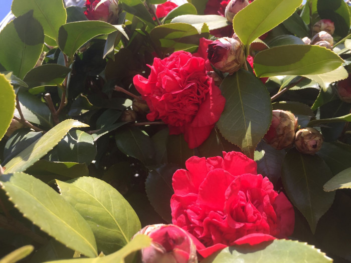 동백나무 - Camellia japonica L.