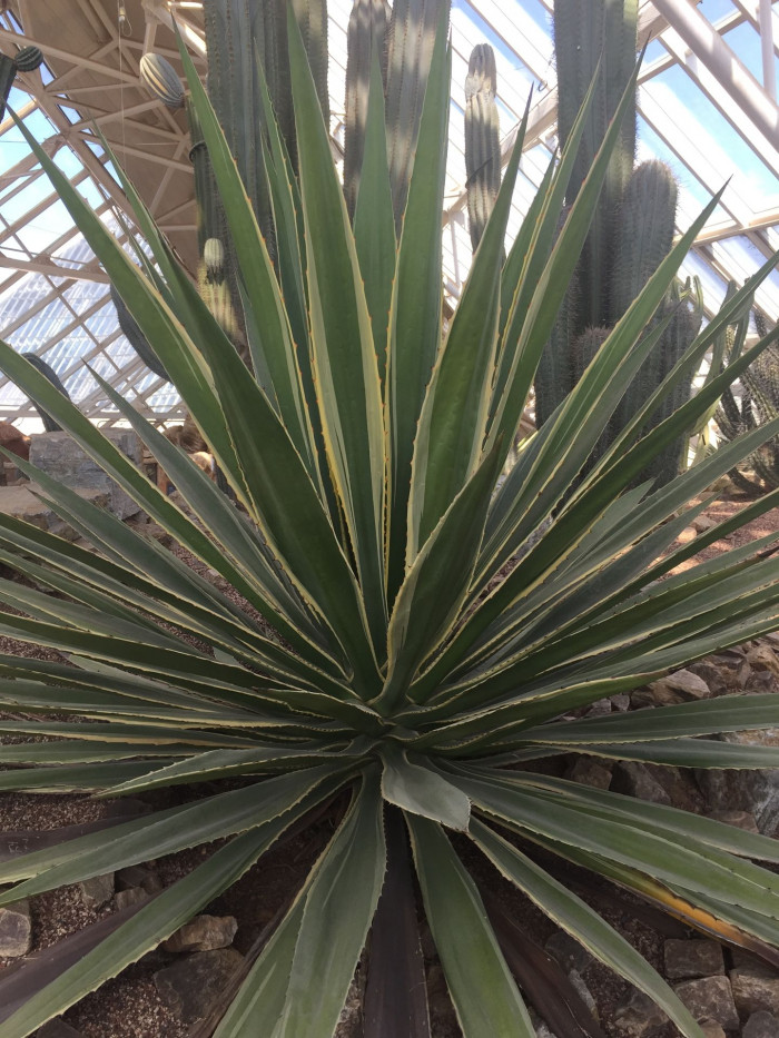 악어용설란 - Furcraea selloa cv. Marginata