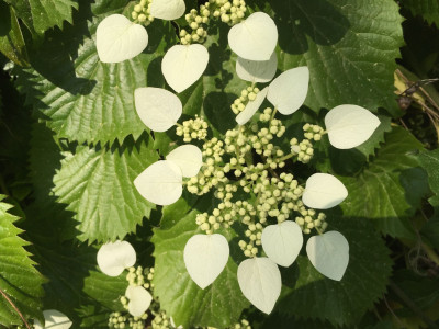 바위수국 사진 - Schizophragma hydrangeoides Siebold & Zucc. Photos